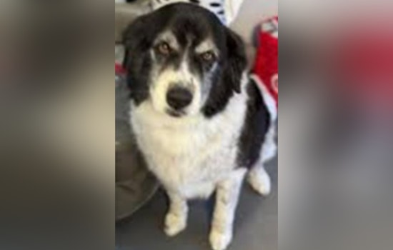 Cochise County Sheriff's Office Investigates Suspicious Death of Dog Found in Benson, Seeks Public's Assistance