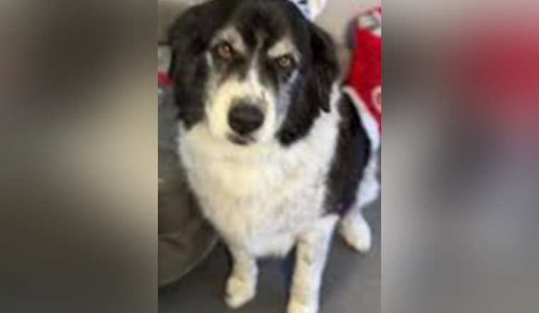 Cochise County Sheriff's Office Investigates Suspicious Death of Dog Found in Benson, Seeks Public's Assistance