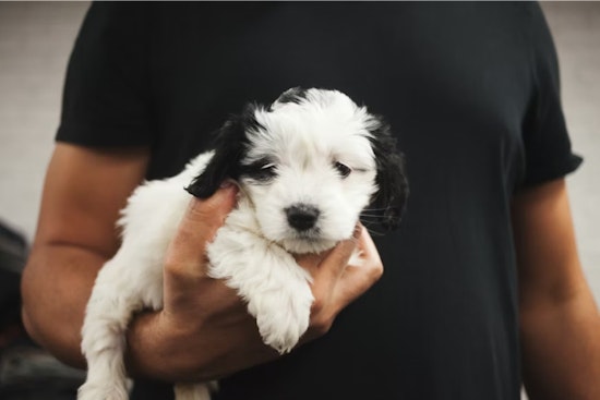 Colorado Bans Public Pet Sales to Combat Puppy Mills and Ensure Animal Welfare