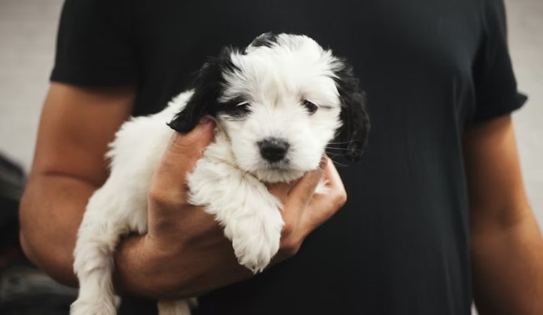 Colorado Bans Public Pet Sales to Combat Puppy Mills and Ensure Animal Welfare