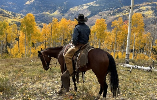 Colorado Parks and Wildlife Seeks Range Riders for Expanded Wolf Management Program in 2026
