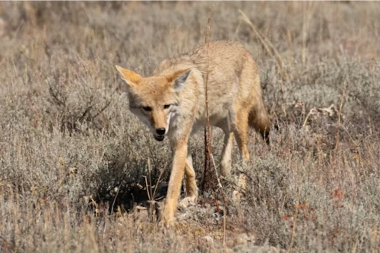 Coyotes Turn New Fort Worth Streets Into Their Own Late-Night Runway