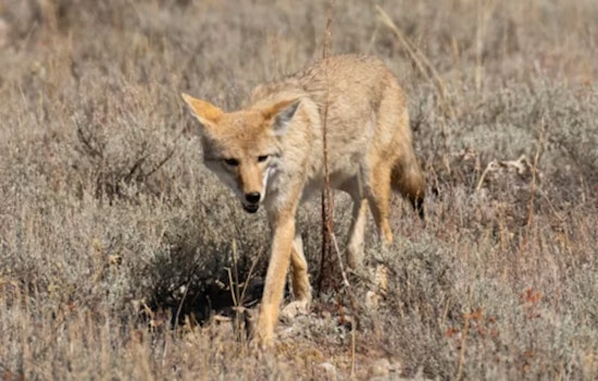 Coyotes Turn New Fort Worth Streets Into Their Own Late-Night Runway