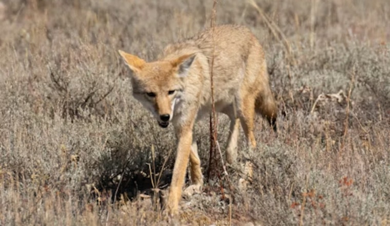 Coyotes Turn New Fort Worth Streets Into Their Own Late-Night Runway