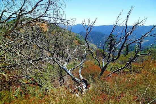 Crest Fire Ignites Before Dawn In Angeles National Forest Backcountry