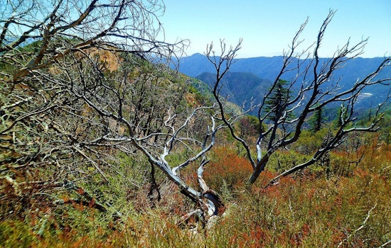 Crest Fire Ignites Before Dawn In Angeles National Forest Backcountry