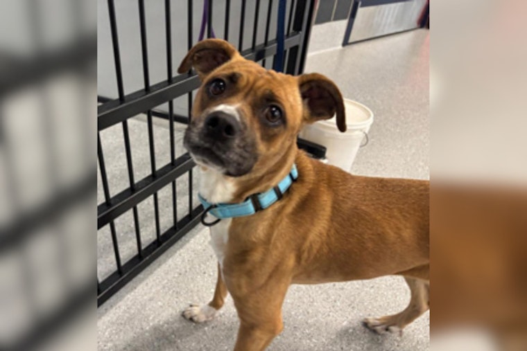 Cuyahoga County Unveils Most Popular Dog Names of 2025, Reminds Owners of License Renewal Deadline