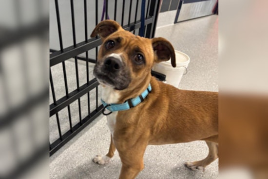 Cuyahoga County Unveils Most Popular Dog Names of 2025, Reminds Owners of License Renewal Deadline