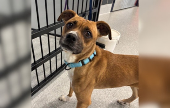 Cuyahoga County Unveils Most Popular Dog Names of 2025, Reminds Owners of License Renewal Deadline