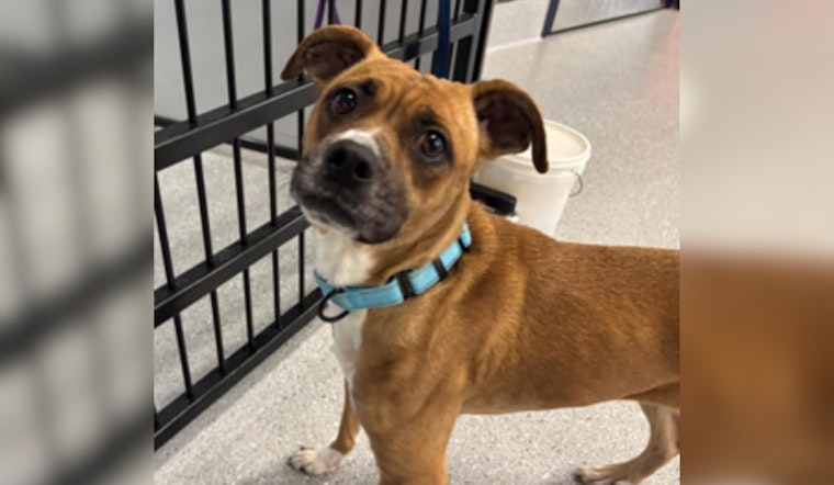 Cuyahoga County Unveils Most Popular Dog Names of 2025, Reminds Owners of License Renewal Deadline