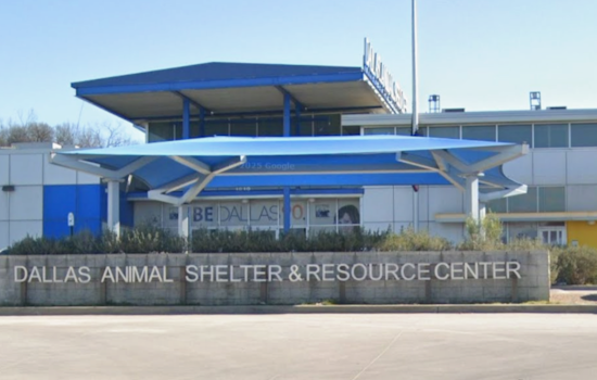 Dallas Animal Services Welcomes New Team Member and Celebrates Volunteer Achievements