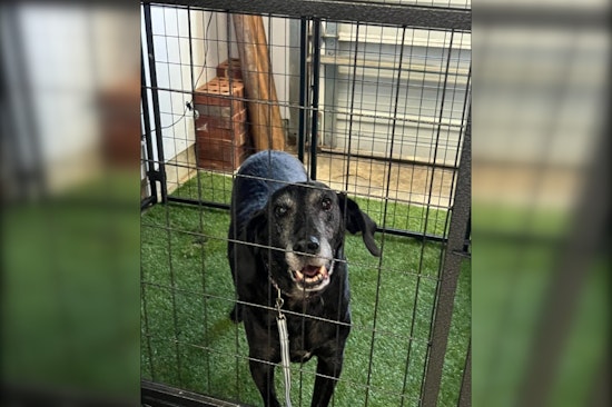 Darby Township Police Reunite Lost Dog with Owner in Heartwarming Community Effort