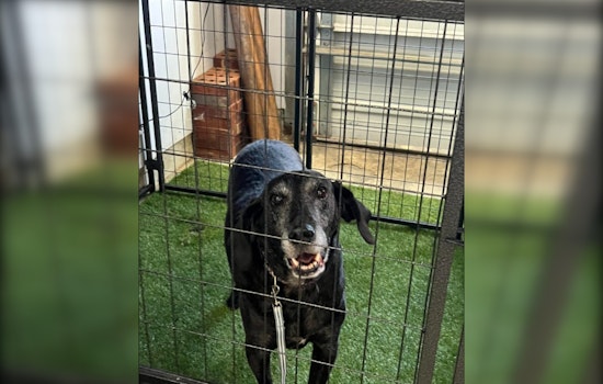 Darby Township Police Reunite Lost Dog with Owner in Heartwarming Community Effort