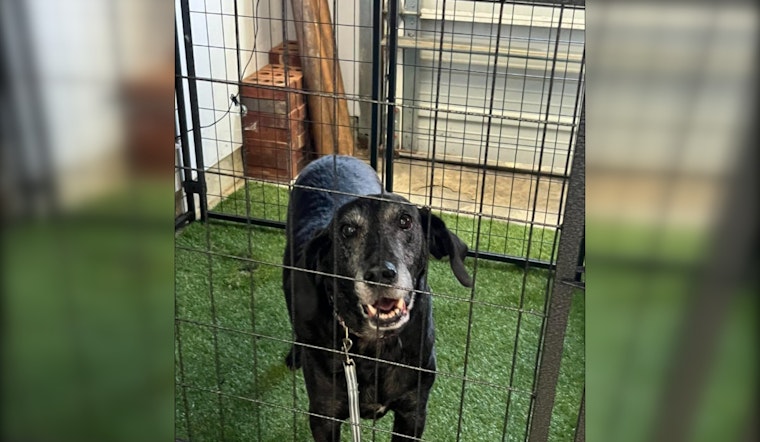 Darby Township Police Reunite Lost Dog with Owner in Heartwarming Community Effort