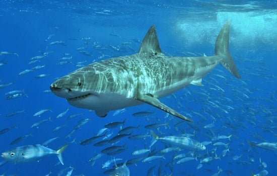 Dead Whale Turns Waimanalo Into Shark Feeding Frenzy
