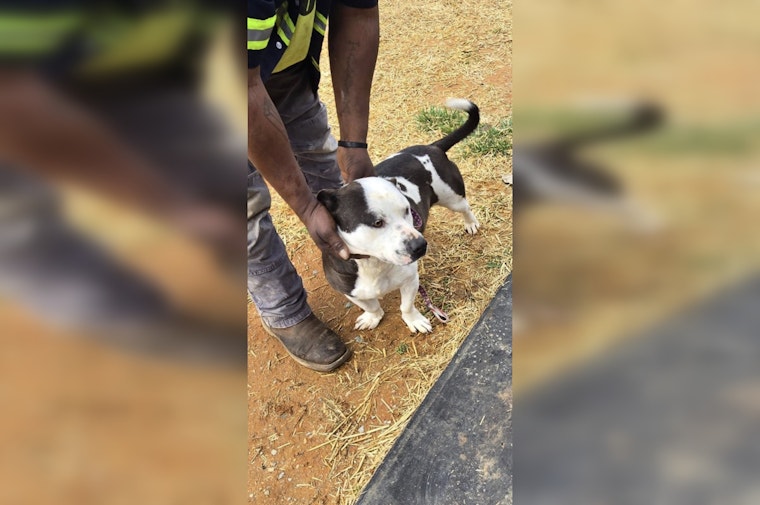 Decatur County Residents Adopt Rescued Dogs While Two Remain Available