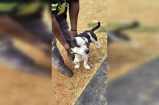 Decatur County Residents Adopt Rescued Dogs While Two Remain Available