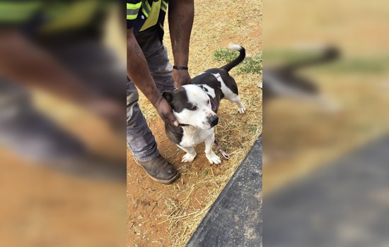 Decatur County Residents Adopt Rescued Dogs While Two Remain Available