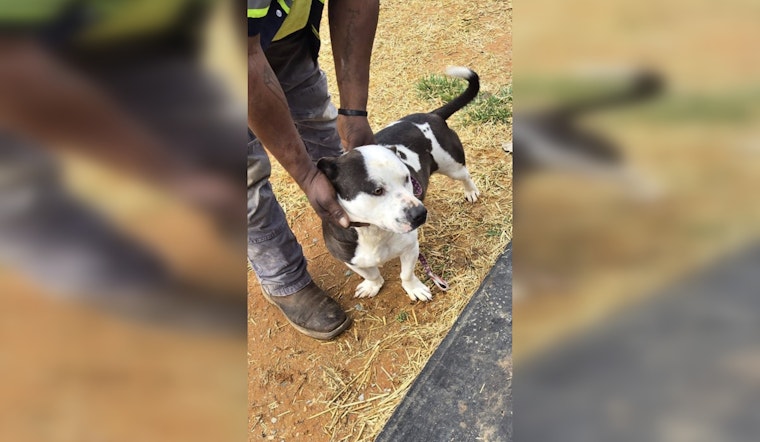 Decatur County Residents Adopt Rescued Dogs While Two Remain Available