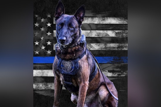 DeKalb County Police Department Honors Legacy of Valiant Retired K9 Officer Drago