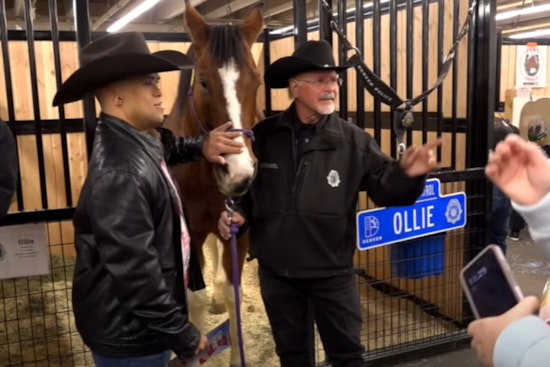 VIDEO: Denver Police Mounted Patrol Engages Community at 120th National Western Stock Show