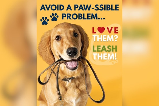 Denver Police Urge Residents to Leash Dogs for Winter Park Safety