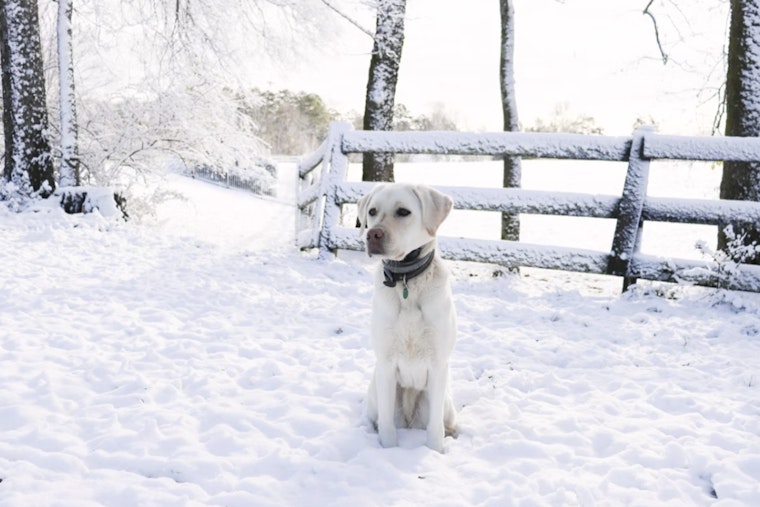 Detroit Animal Shelters Issue Emergency Call for Fosters Amid Deadly Cold, After Dog Found Frozen