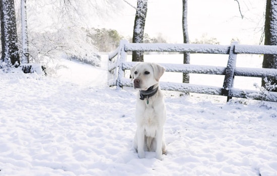 Detroit Animal Shelters Issue Emergency Call for Fosters Amid Deadly Cold, After Dog Found Frozen