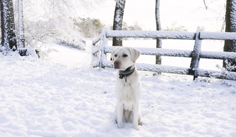 Detroit Animal Shelters Issue Emergency Call for Fosters Amid Deadly Cold, After Dog Found Frozen