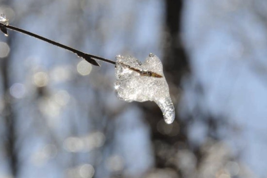 Discover the Secrets of Trees at the Winter Tree Identification Workshop in Raleigh's Forest Ridge Park