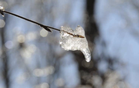 Discover the Secrets of Trees at the Winter Tree Identification Workshop in Raleigh's Forest Ridge Park