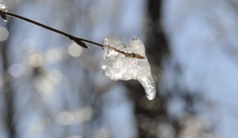 Discover the Secrets of Trees at the Winter Tree Identification Workshop in Raleigh's Forest Ridge Park