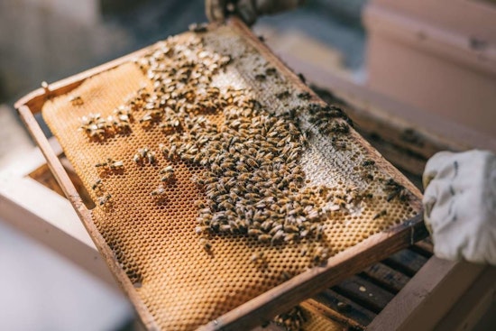 Discover the World of Bees at an Educational Beekeeping Event in Raleigh’s Laurel Hills Park