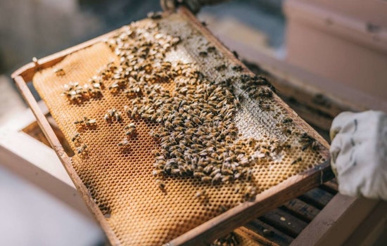 Discover the World of Bees at an Educational Beekeeping Event in Raleigh’s Laurel Hills Park