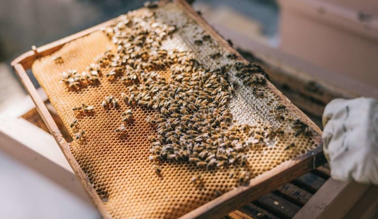 Discover the World of Bees at an Educational Beekeeping Event in Raleigh’s Laurel Hills Park