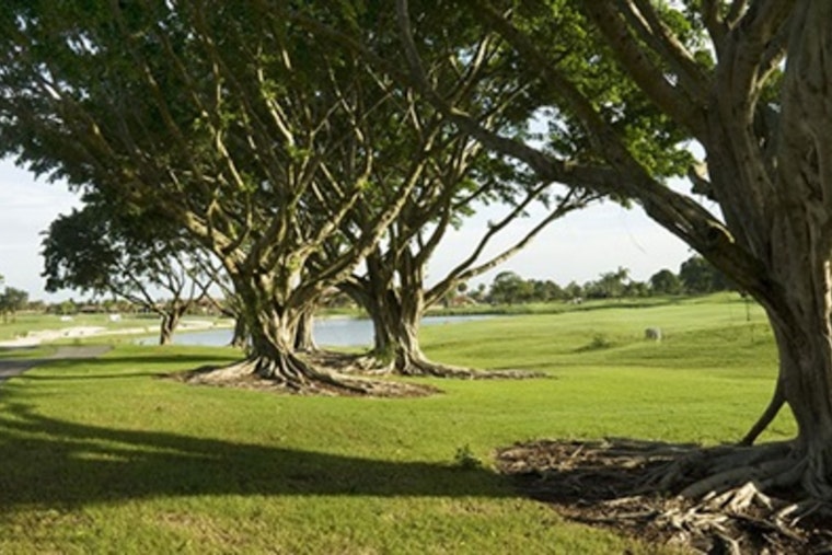 Doral Earns Tree City USA Distinction for 18th Consecutive Year, Affirming Commitment to Urban Forestry