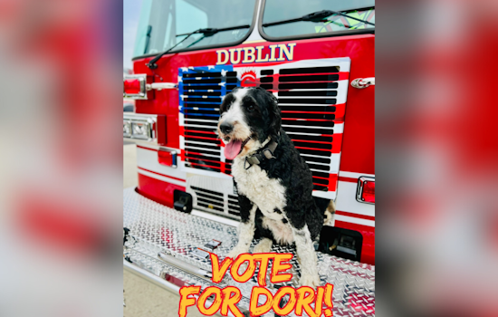 Dublin's Beloved K9 Dori Competes for 'Fur Responder' Title, Washington Township Fire Department Rallies Community Support
