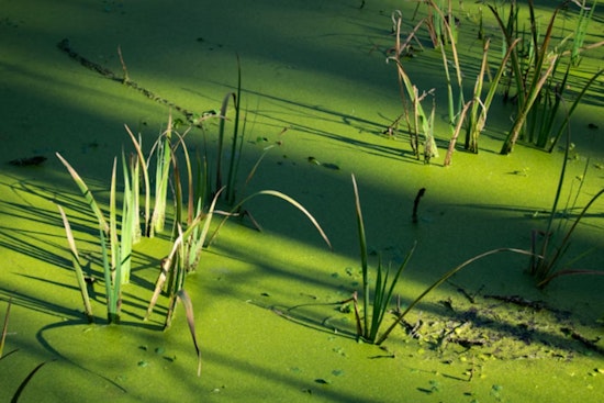 Eerie Green Gunk Creeps Along American Lake Shore, Lakewood Sounds Alarm