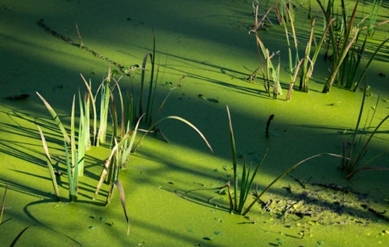 Eerie Green Gunk Creeps Along American Lake Shore, Lakewood Sounds Alarm