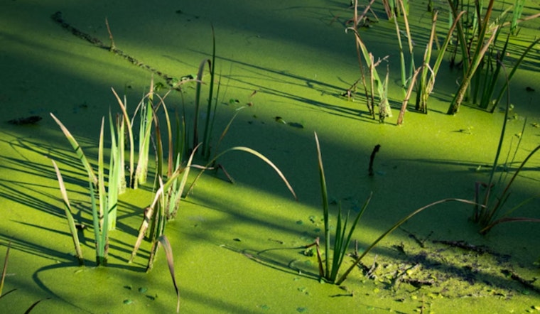Eerie Green Gunk Creeps Along American Lake Shore, Lakewood Sounds Alarm
