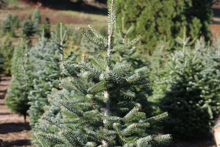 El Paso Offers Free Christmas Tree Recycling to Promote Sustainability and Reduce Landfill Waste