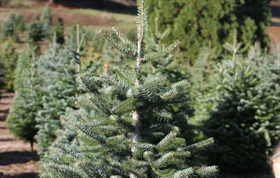 El Paso Offers Free Christmas Tree Recycling to Promote Sustainability and Reduce Landfill Waste