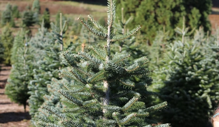 El Paso Offers Free Christmas Tree Recycling to Promote Sustainability and Reduce Landfill Waste