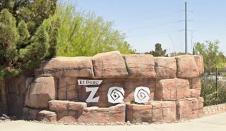 El Paso Zoo Provides Lifesaving Care for Fatigued Bald Eagle Found Near Silver City