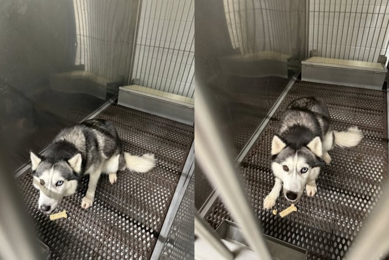 UPDATE: Elyria Community and Authorities Rejoice as Lost Husky Reunited with Owner in Lorain County