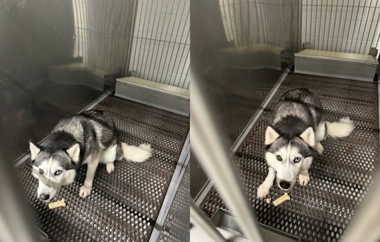 UPDATE: Elyria Community and Authorities Rejoice as Lost Husky Reunited with Owner in Lorain County