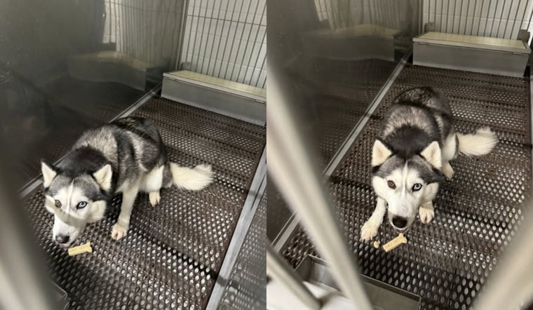 UPDATE: Elyria Community and Authorities Rejoice as Lost Husky Reunited with Owner in Lorain County