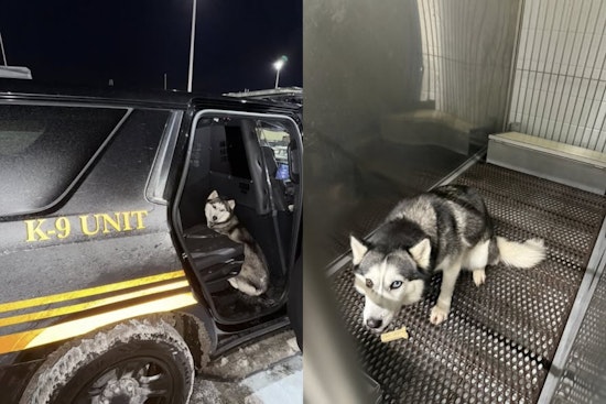 Elyria Sheriff's Office Seeks Owner of Lost Husky Found Near Westway Gardens Townhomes