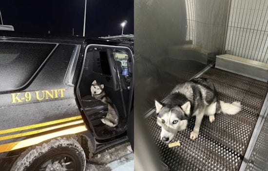 Elyria Sheriff's Office Seeks Owner of Lost Husky Found Near Westway Gardens Townhomes
