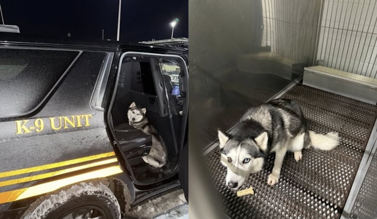 Elyria Sheriff's Office Seeks Owner of Lost Husky Found Near Westway Gardens Townhomes
